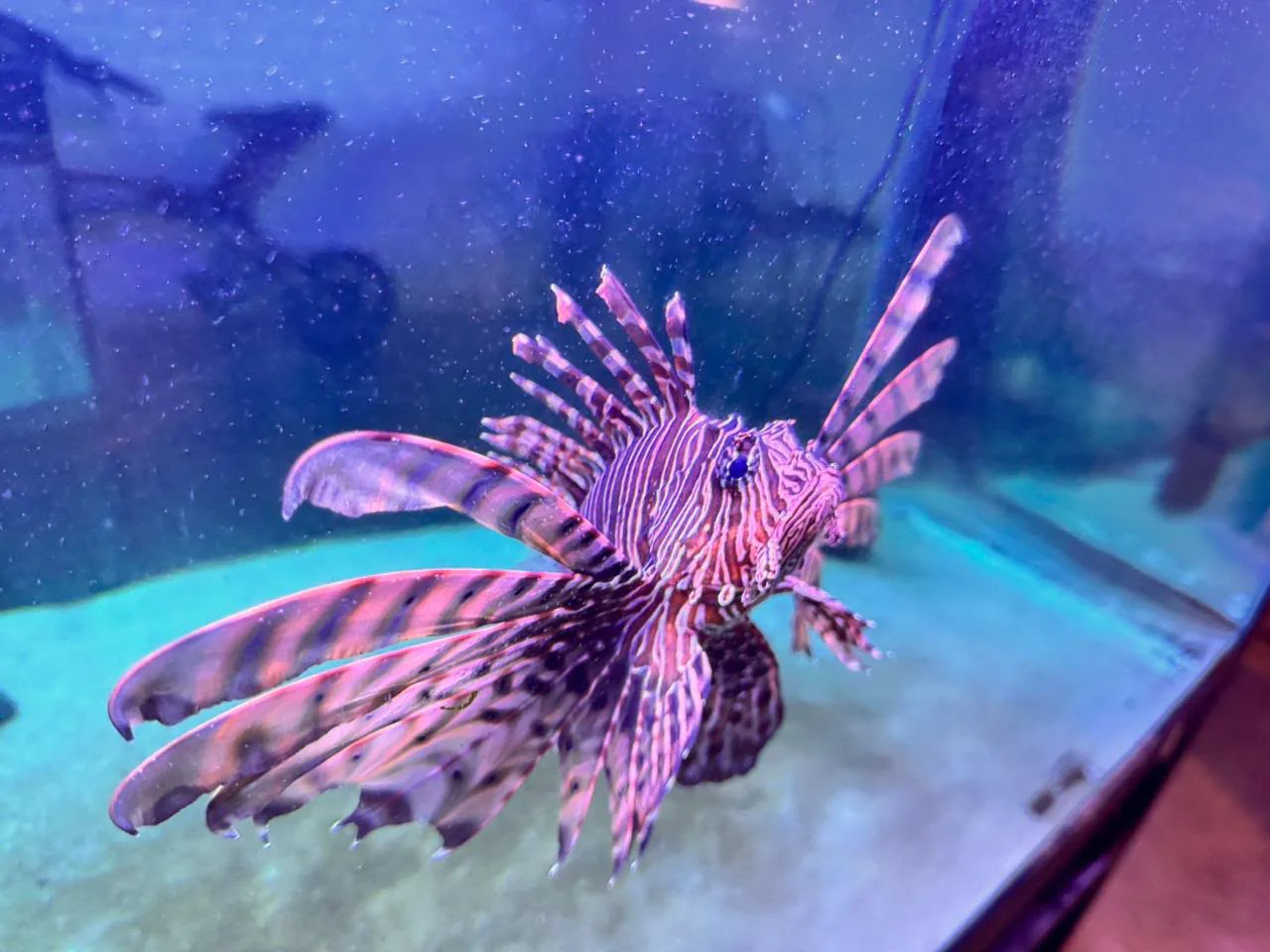 Fish World